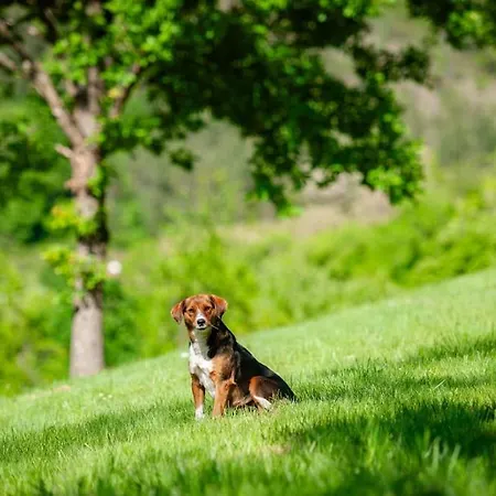 Dolina Vekova 2 Daire Kraljevo